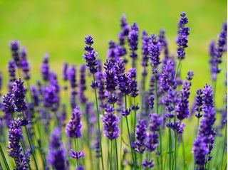 gentechnikfrei Vera Lavender Blume Samen for dry sunny gardens