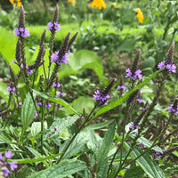 Non-gmo verbena blume samen for home gardening