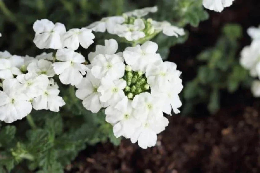 Non-gmo verbena hybrida samen for anpflanzung