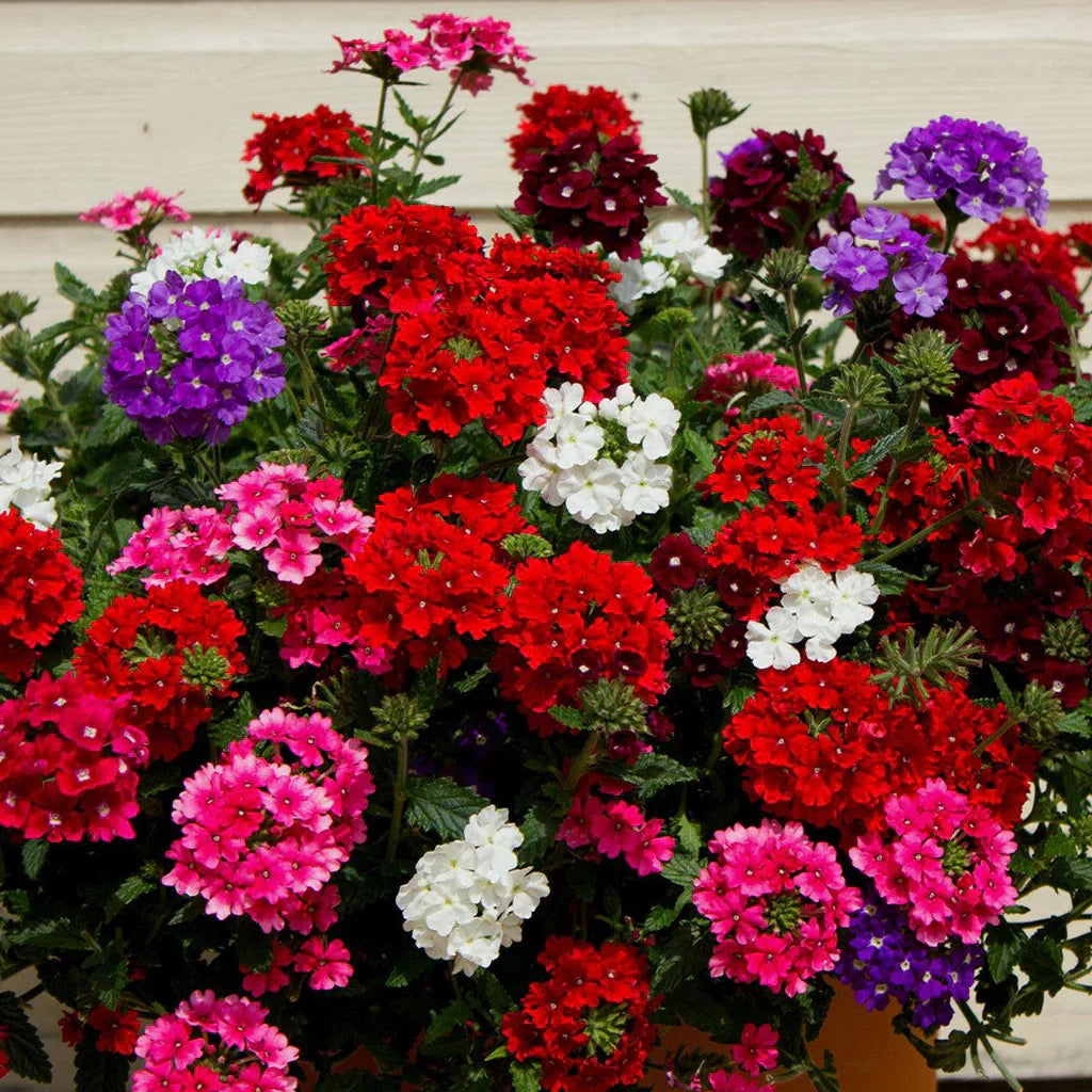 Premium non-gmo verbena blume samen