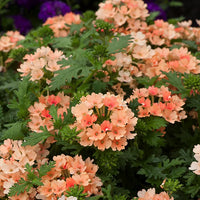 Non-gmo light orange verbena samen for gardening