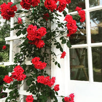 Non-gmo vertical beauty climbing rose samen