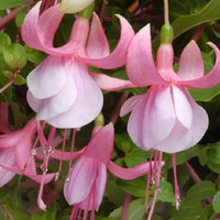 Premium non-gmo vibrant rosa fuchsia samen