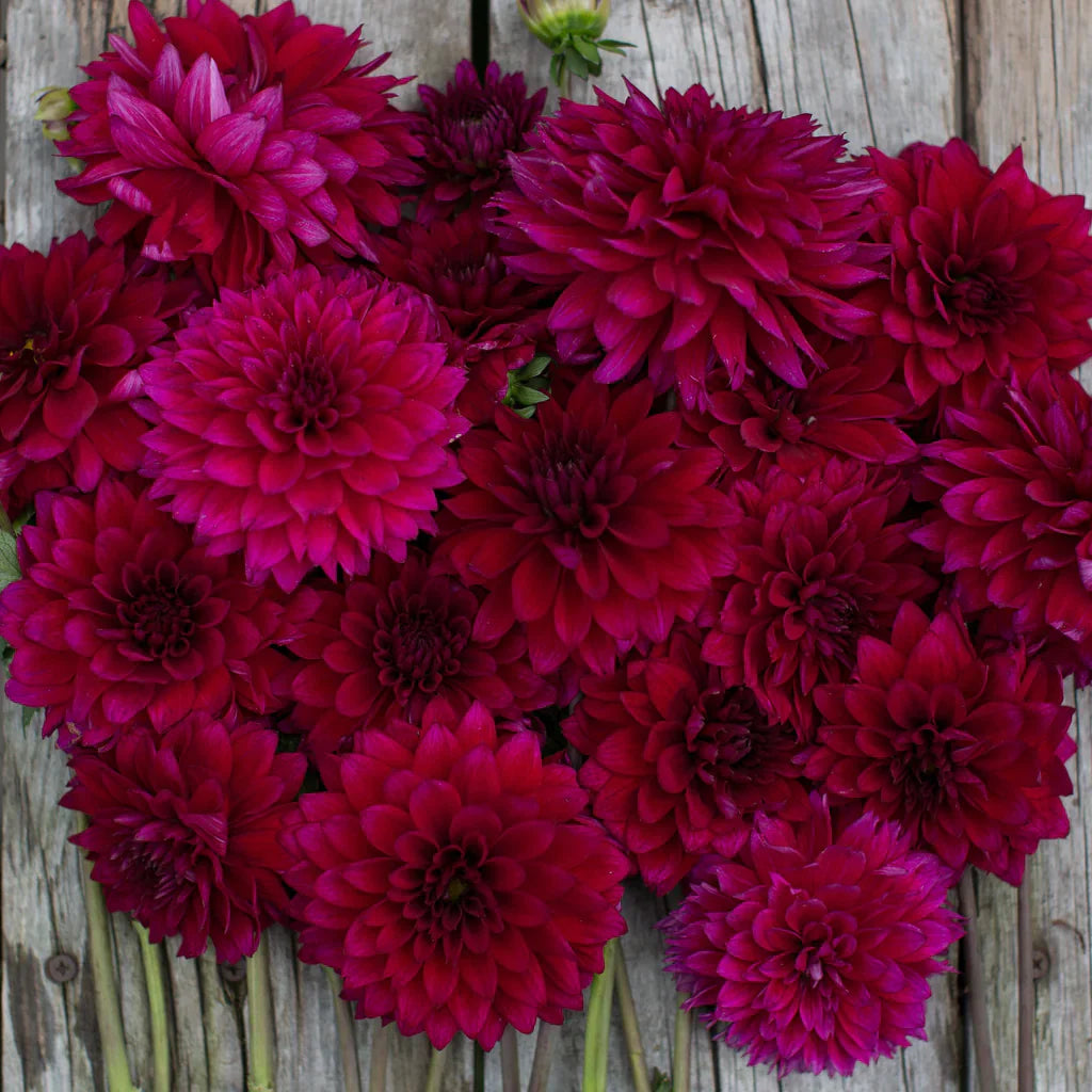 Premium non-gmo vibrant lila dahlia samen