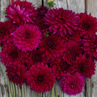 Premium non-gmo vibrant lila dahlia samen