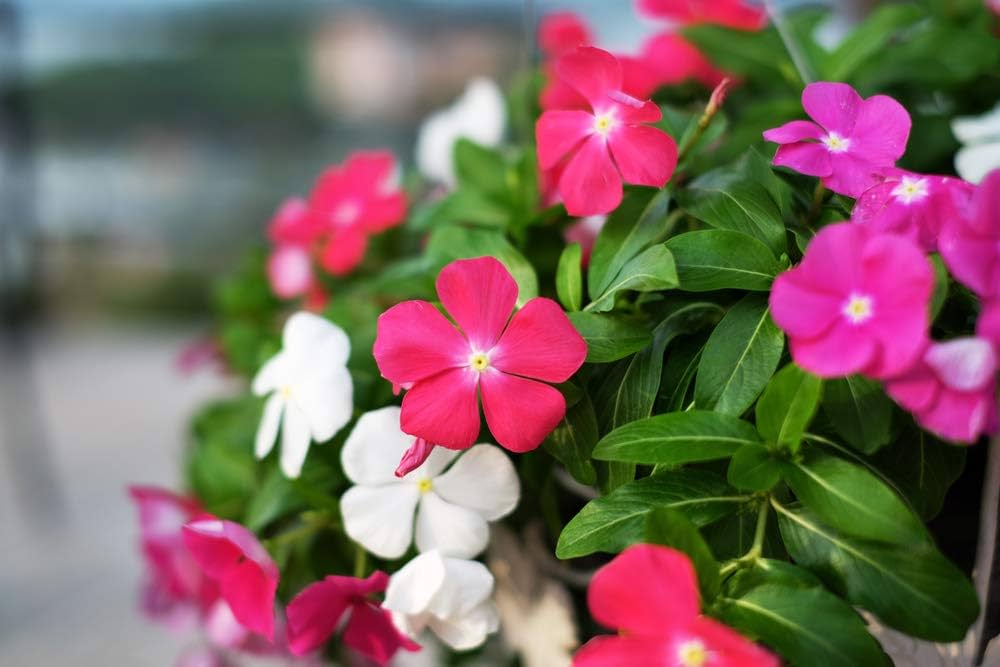 Premium non-gmo vinca mix samen for anpflanzung