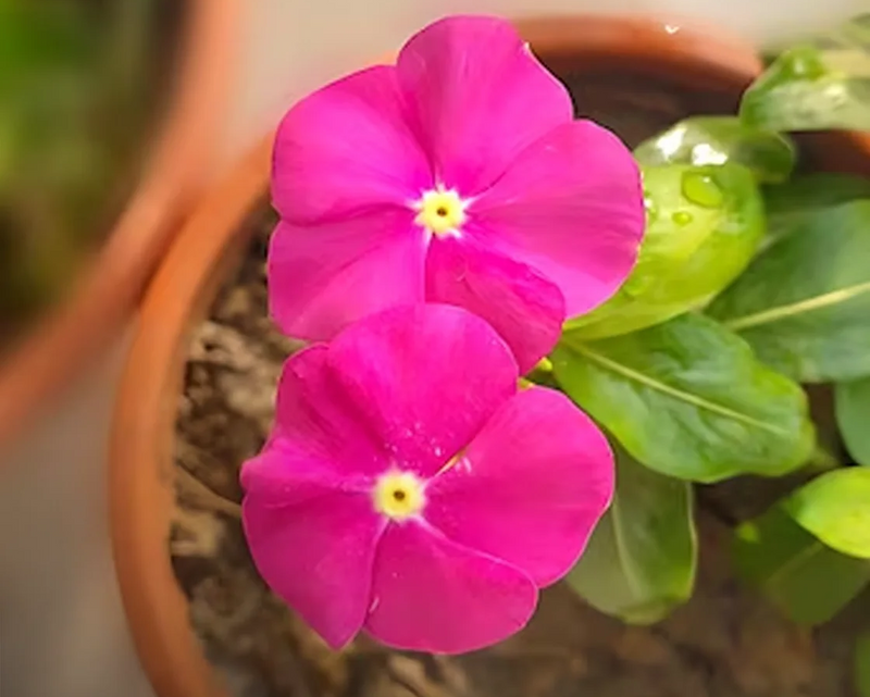 Non-gmo vinca victory blume samen