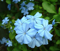 Premium non-gmo light blau vinca samen