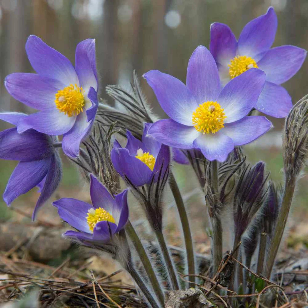 Non-gmo violet anemone pulsatilla samen