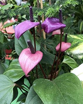 Non-gmo violet anthurium samen for home garten decoration