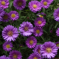 Non gmo violet aster samen