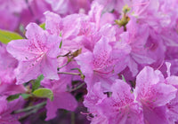 Non-gmo violet azalea blume samen
