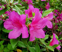 Non-gmo violet azalea blume samen