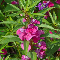 Non-gmo violet balsam blume samen for gardening