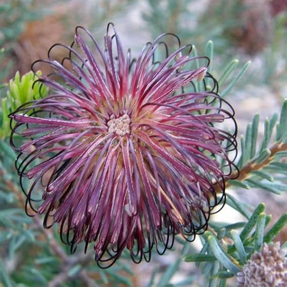 Non-gmo violet banksia blume samen