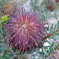 Non-gmo violet banksia blume samen