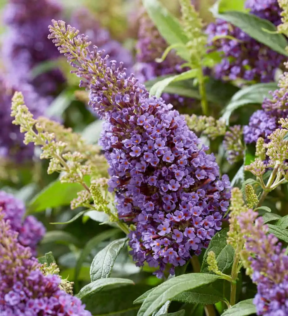 Non-gmo violet buddleia samen for home gardening