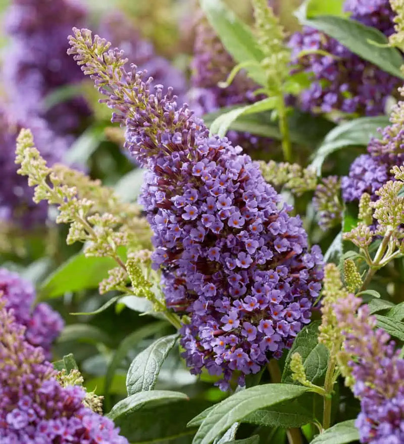 Non-gmo violet buddleia samen for home gardening
