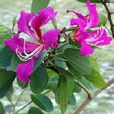 Non-gmo violet butterfly orchid samen