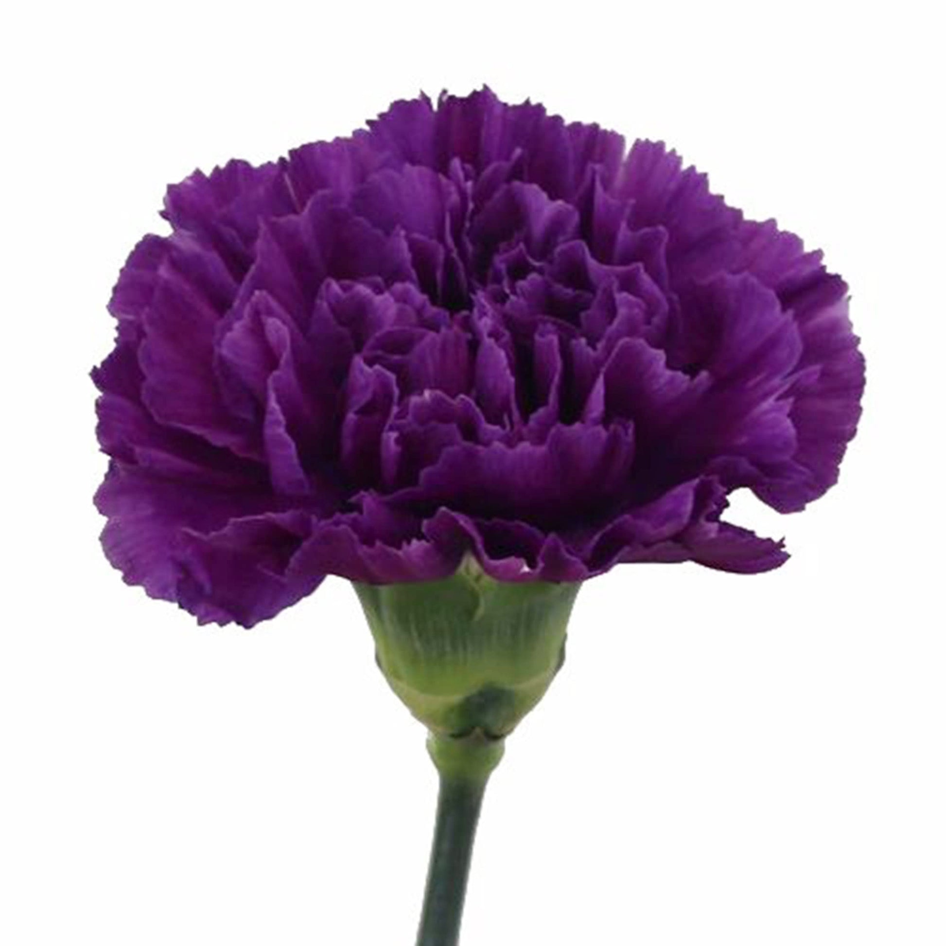 Non-gmo violet carnation samen
