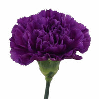 Non-gmo violet carnation samen