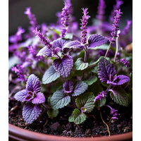 Non gmo violet catmint samen