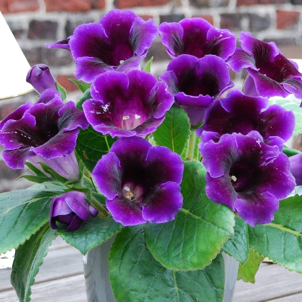 Premium non-gmo violet dark gloxinia samen
