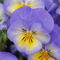 Non gmo violet blume samen