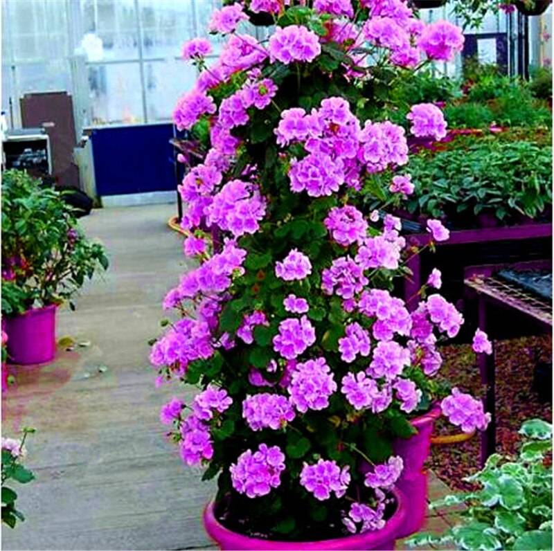 Non-gmo violet geranium samen for home gardening
