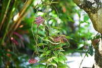 Non-gmo violet hoya samen