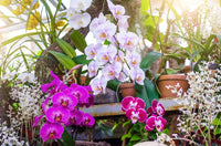 Non-gmo violet orchid samen for easy anpflanzung