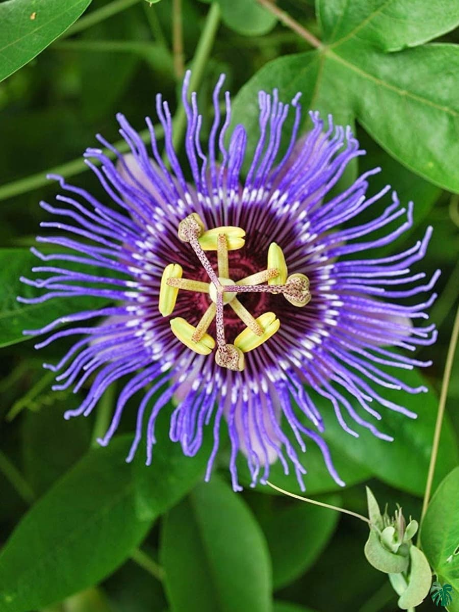 Non-gmo violet passion blume samen for home gardening