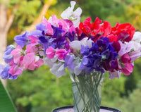 Non-gmo violet sweet pea samen for gardening