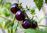 Non gmo violette tomato samen