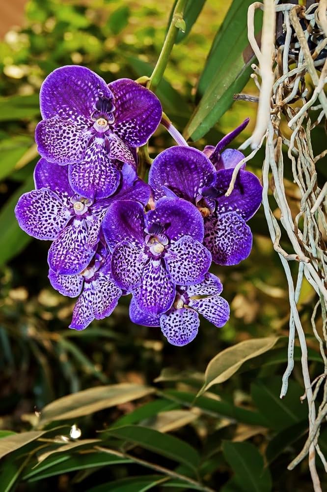 Non gmo violet vanda samen