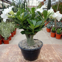 Non-gmo weiß adenium obesum samen for gardening