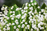 Non-gmo weiß bell orchid samen for gardening