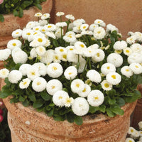 Non gmo weiß bellis perennis samen