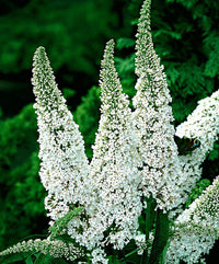 Non-gmo weiß buddleia samen for gardening