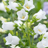 Non-gmo weiß canterbury bells samen for gardening