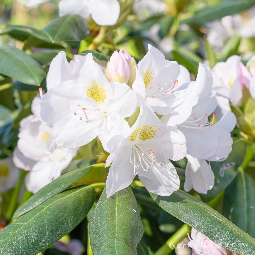 Non gmo weiß catawba samen