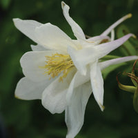 Non-gmo weiß columbine aquilegia samen