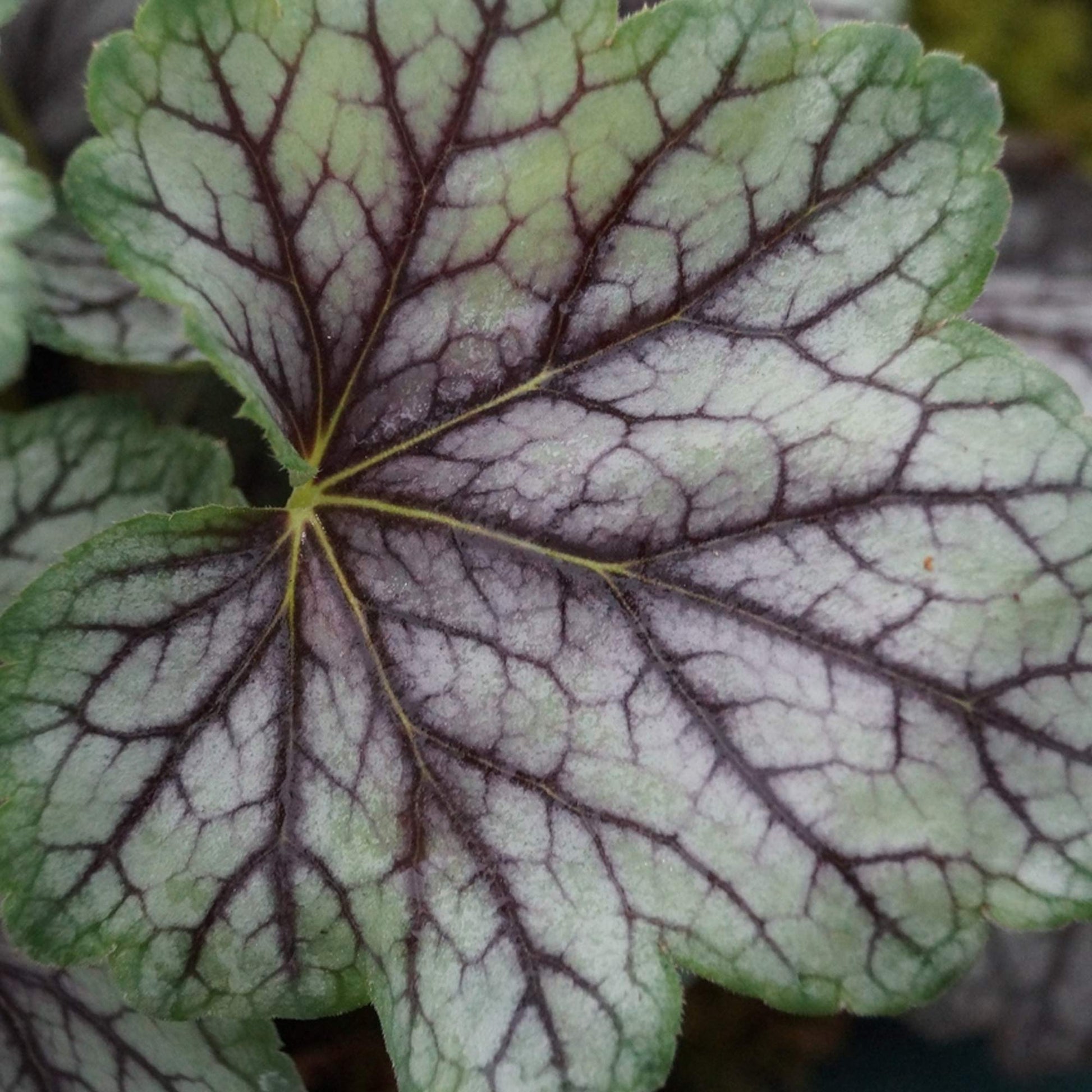 Non-gmo weiß coral bells samen for home gardening