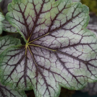 Non-gmo weiß coral bells samen for home gardening