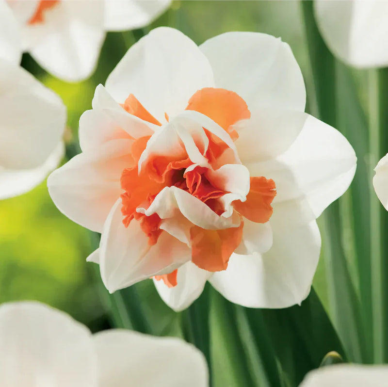 Non-gmo weiß daffodil samen