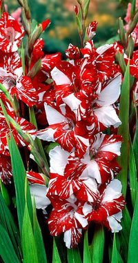 Premium non-gmo weiß & dark rot gladiolus samen