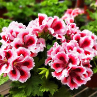 Non-gmo weiß geranium samen for home and garten anpflanzung