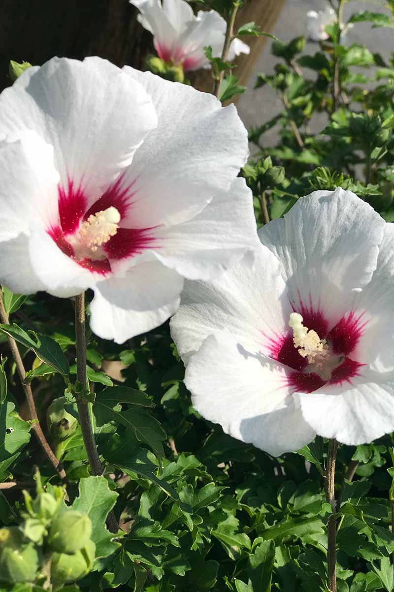Non-gmo weiß hibiscus samen