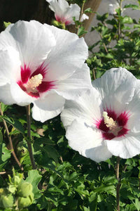 Non-gmo weiß hibiscus samen