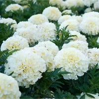 Non-gmo weiß marigold samen for vibrant floral displays
